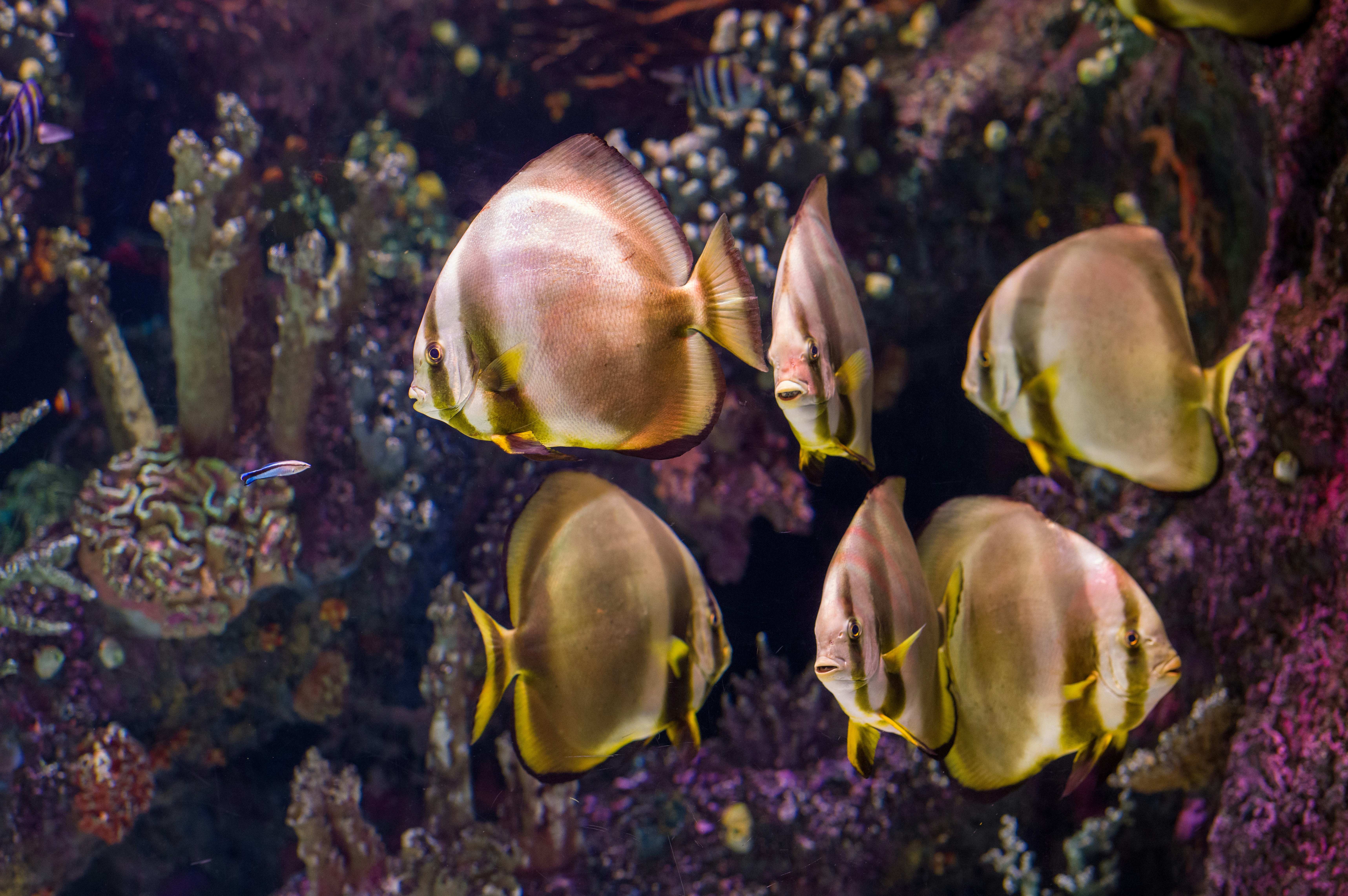 yellow and black fish in water